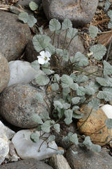 Convolvulus verecundus