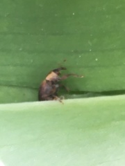 Lignyodes enucleator