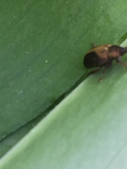 Lignyodes enucleator