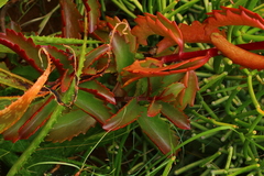 Kalanchoe sexangularis