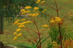 Kalanchoe sexangularis