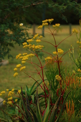 Kalanchoe sexangularis