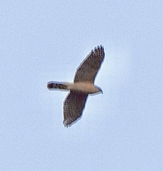 Accipiter cooperii