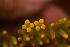 Kalanchoe sexangularis