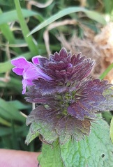 Lamium confertum