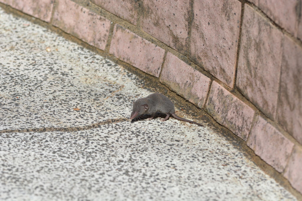 Asian Gray Shrew