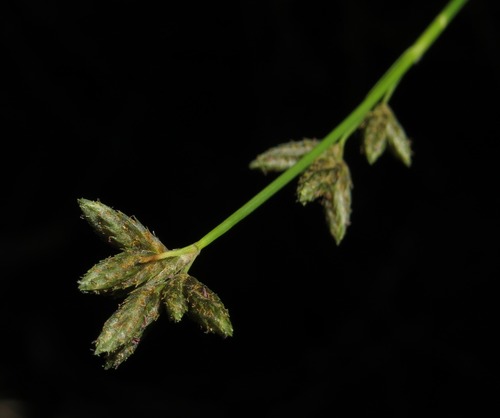 Fuirena stricta