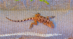 Acanthocercus atricollis