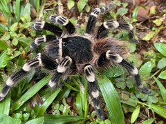 Acanthoscurria geniculata
