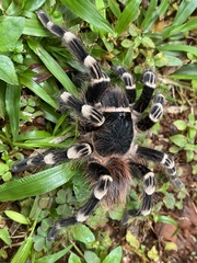 Acanthoscurria geniculata