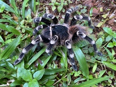 Acanthoscurria geniculata
