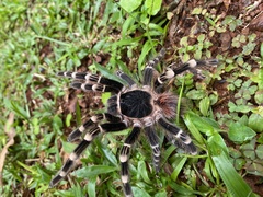 Acanthoscurria geniculata