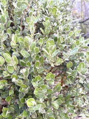 Podalyria sericea