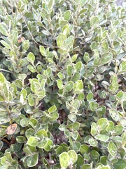 Podalyria sericea