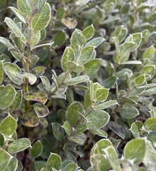Podalyria sericea