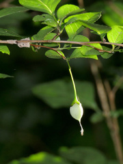 Styrax japonicus