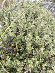 Podalyria sericea