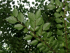 Styrax japonicus