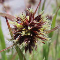 Luzula capitata