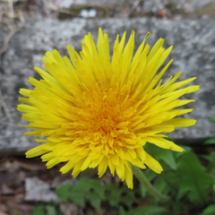Taraxacum