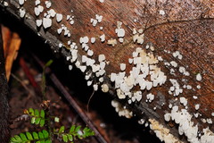 Physalacria australiensis