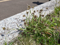 Luzula capitata