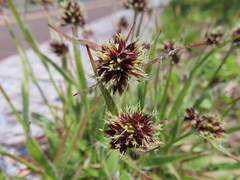 Luzula capitata