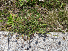 Luzula capitata