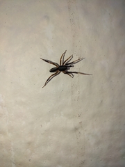 Ianduba