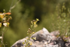 Alyssoides utriculata