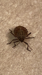 Halyomorpha halys