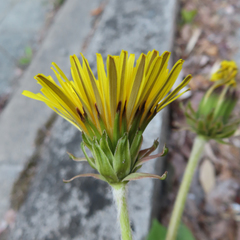 Taraxacum