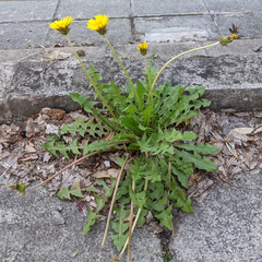 Taraxacum