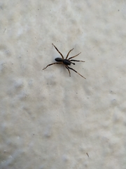 Ianduba