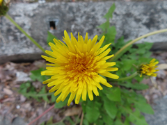 Taraxacum