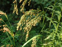 Scirpus wichurae