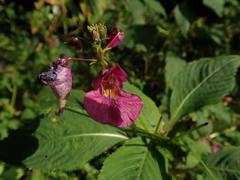 Impatiens textorii