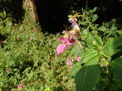 Impatiens textorii