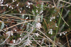 Erica tetralix