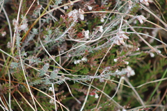 Erica tetralix