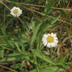 Felicia clavipilosa