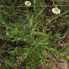 Felicia clavipilosa