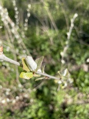Populus alba