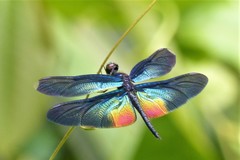 Rhyothemis plutonia