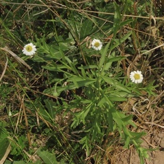 Felicia clavipilosa