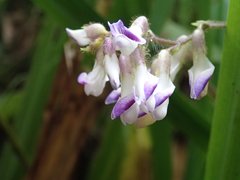 Amphicarpaea edgeworthii