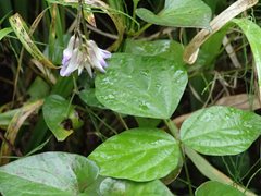 Amphicarpaea edgeworthii