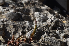 Petrosedum ochroleucum
