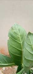 Calotropis procera image