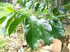 Afrocanthium keniense